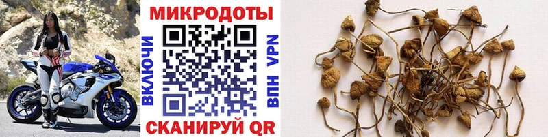 где купить наркотик  Качканар  Псилоцибиновые грибы мицелий 